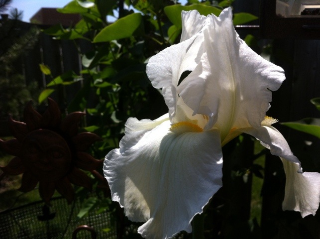 Bearded Iris