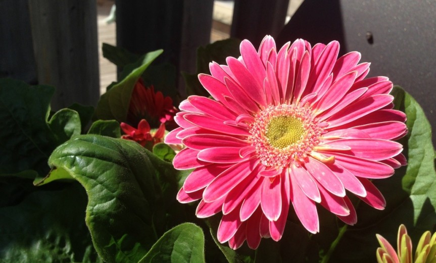 Lovely Gerbera