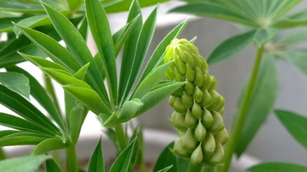 Lupine in Bloom