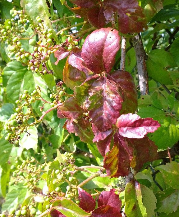 WP_20140811_11_03_18_Pro