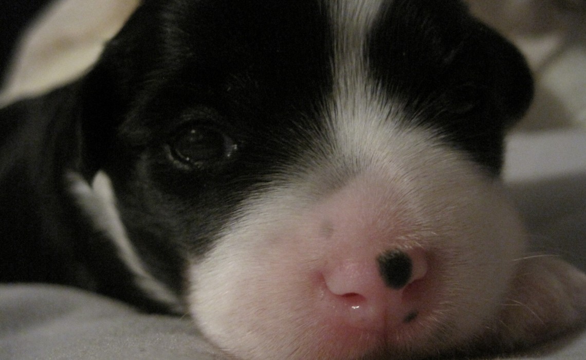 Jellybean at Two Weeks Old