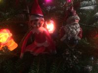 Hiding in the Christmas Tree! Hiding in the Christmas Tree!